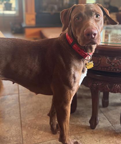 Gretel #2, a Adoptable mixed breed in Killingworth, CT image 2/5