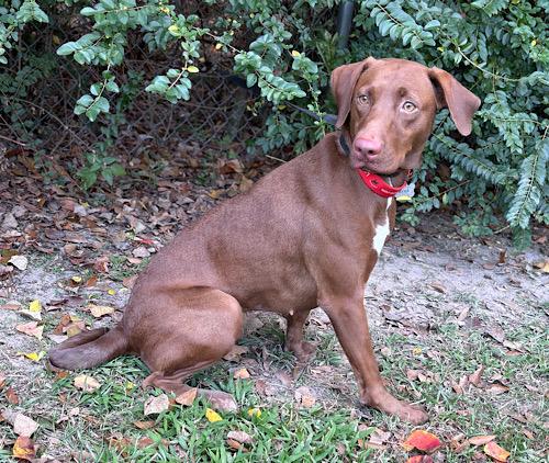 Gretel #2, a Adoptable mixed breed in Killingworth, CT image 3/5