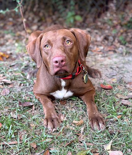 Gretel #2, a Adoptable mixed breed in Killingworth, CT image 4/5