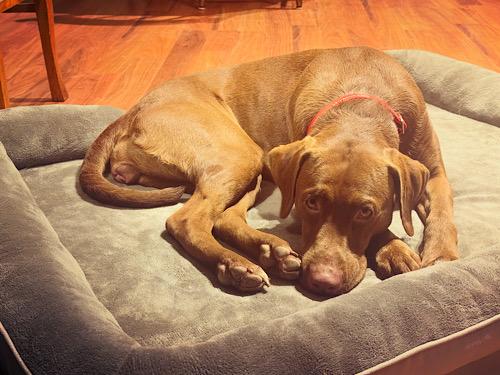 Gretel #2, a Adoptable mixed breed in Killingworth, CT image 5/5