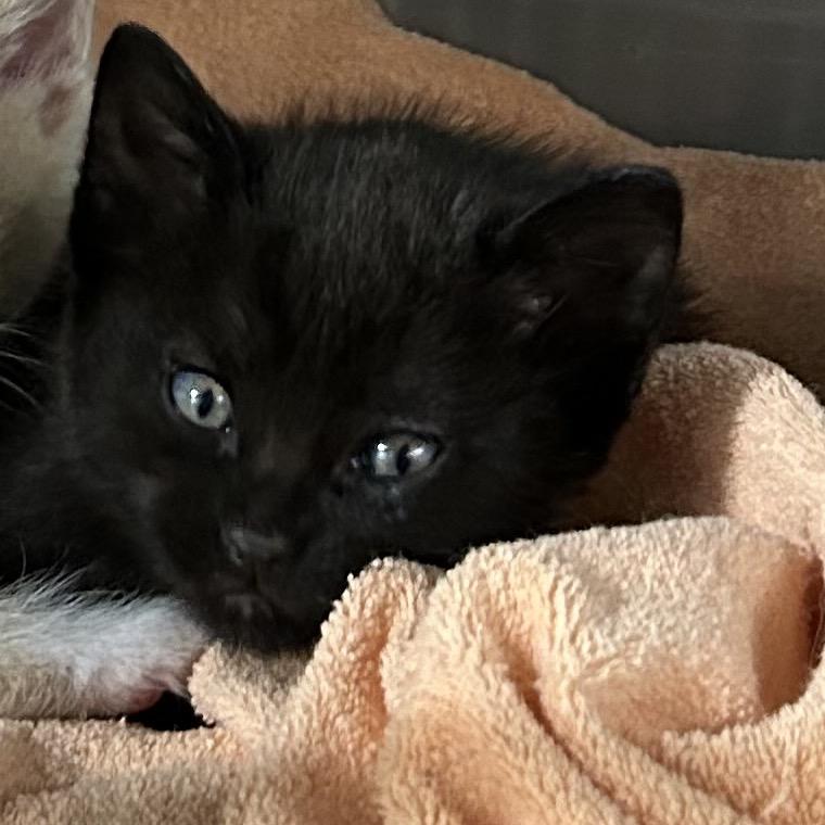 Enlarge Demetrius, a Adoptable American Wirehair in mount vernon, AR image 1/1