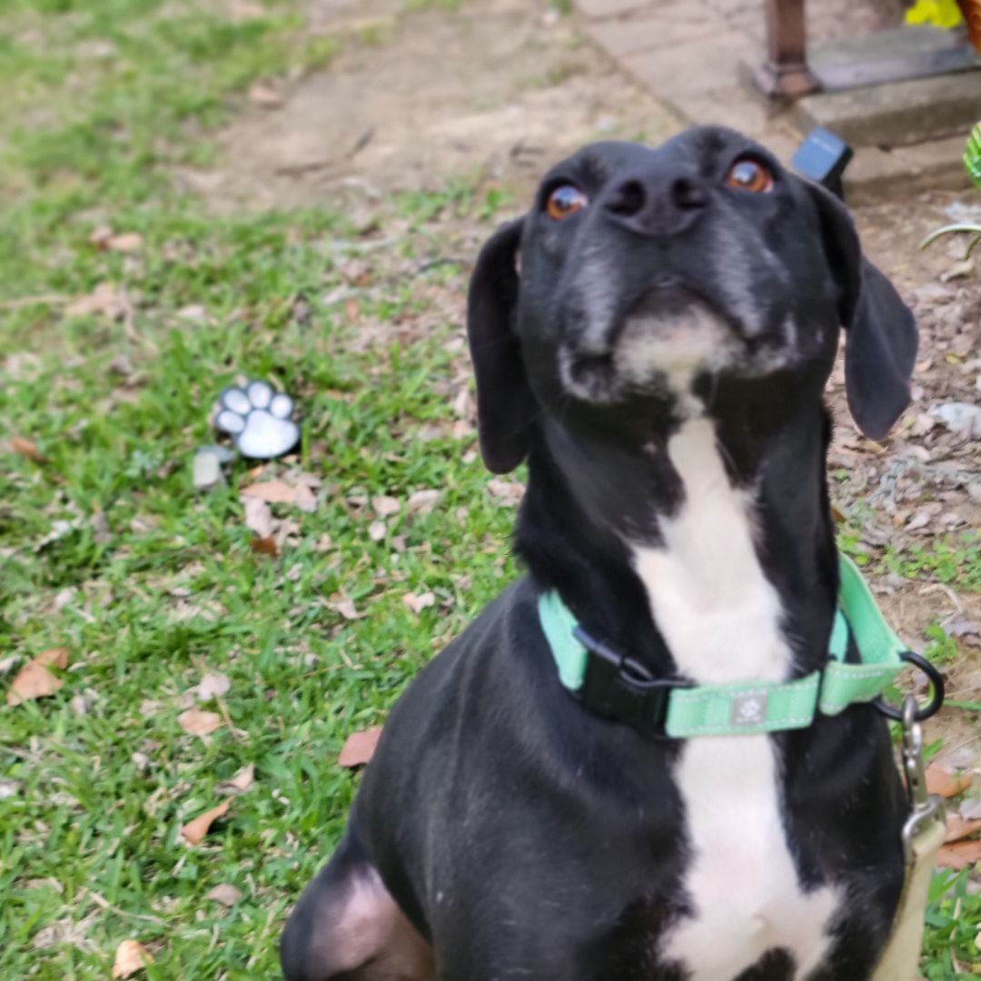 Enlarge Henny, a Adoptable mixed breed in Hillister, TX image 4/8