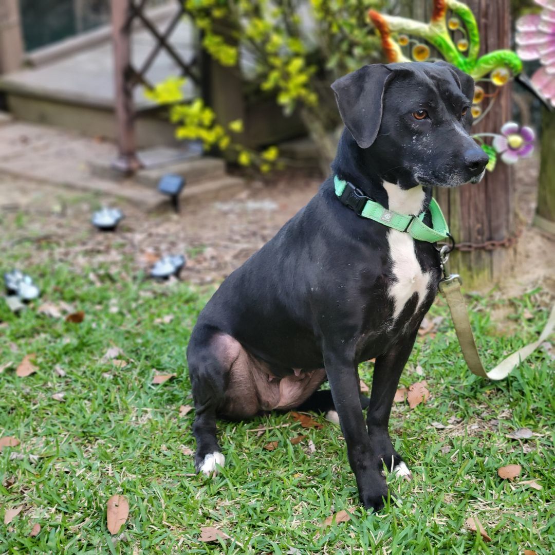 Enlarge Henny, a Adoptable mixed breed in Hillister, TX image 7/8