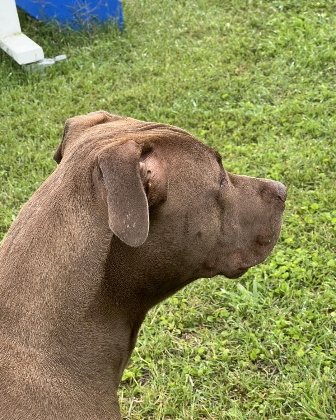 Muddy, a ADOPTABLE Pit Bull Terrier in Temple, TX image 4/4