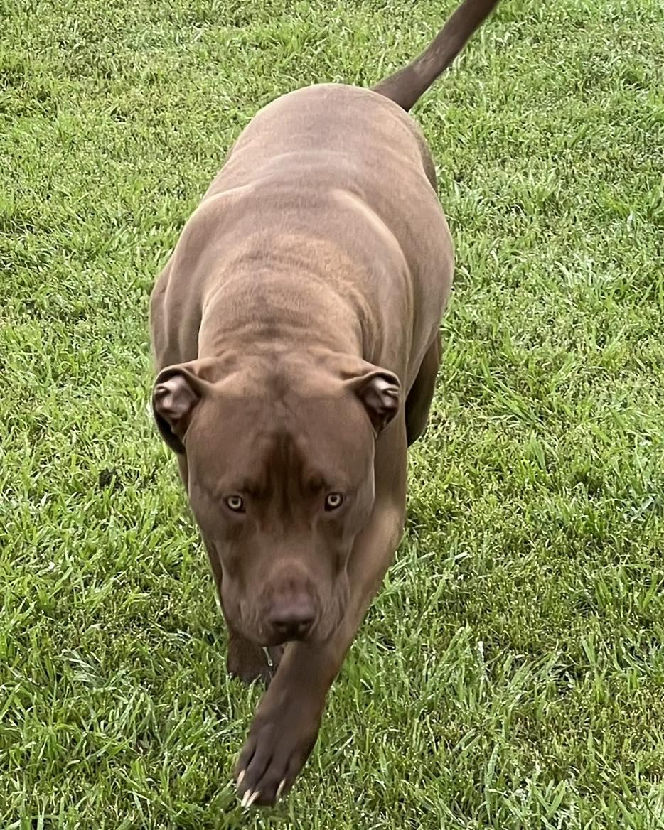 Muddy, a ADOPTABLE Pit Bull Terrier in Temple, TX image 3/4