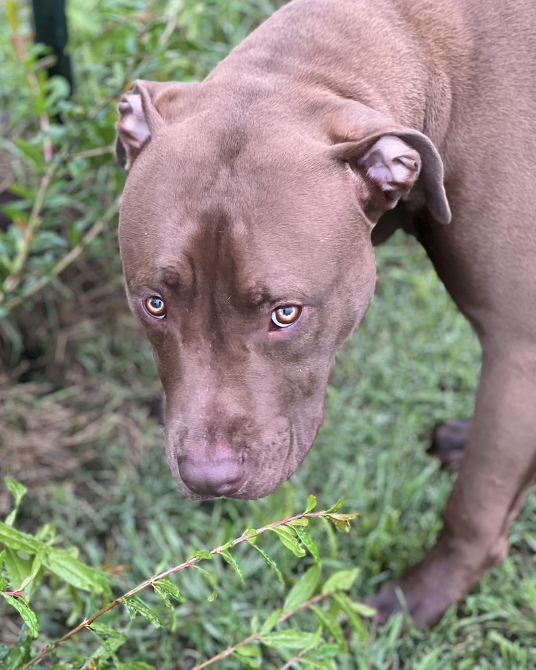 Muddy, ADOPTABLE, Young Male Pit Bull Terrier.