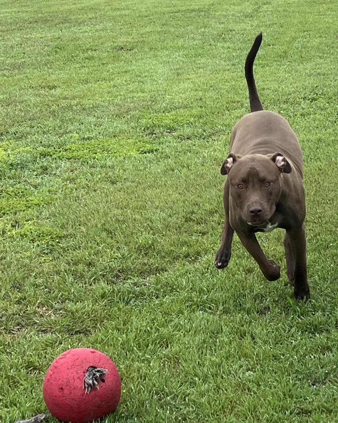 Muddy, a ADOPTABLE Pit Bull Terrier in Temple, TX image 2/4