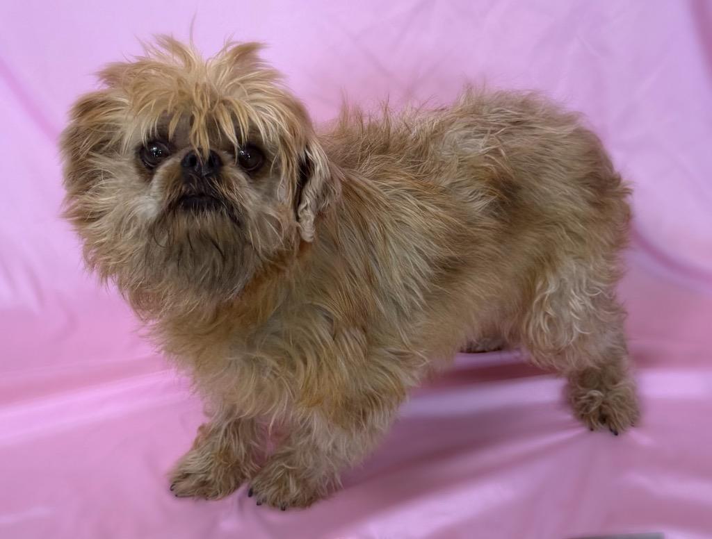Enlarge Petunia, a Adopted Brussels Griffon in Columbus, NE image 1/1