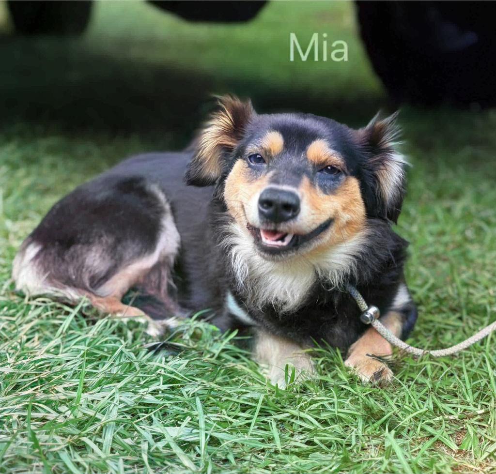 Enlarge Mia, a Adoptable Chihuahua in Falmouth, MA image 1/1