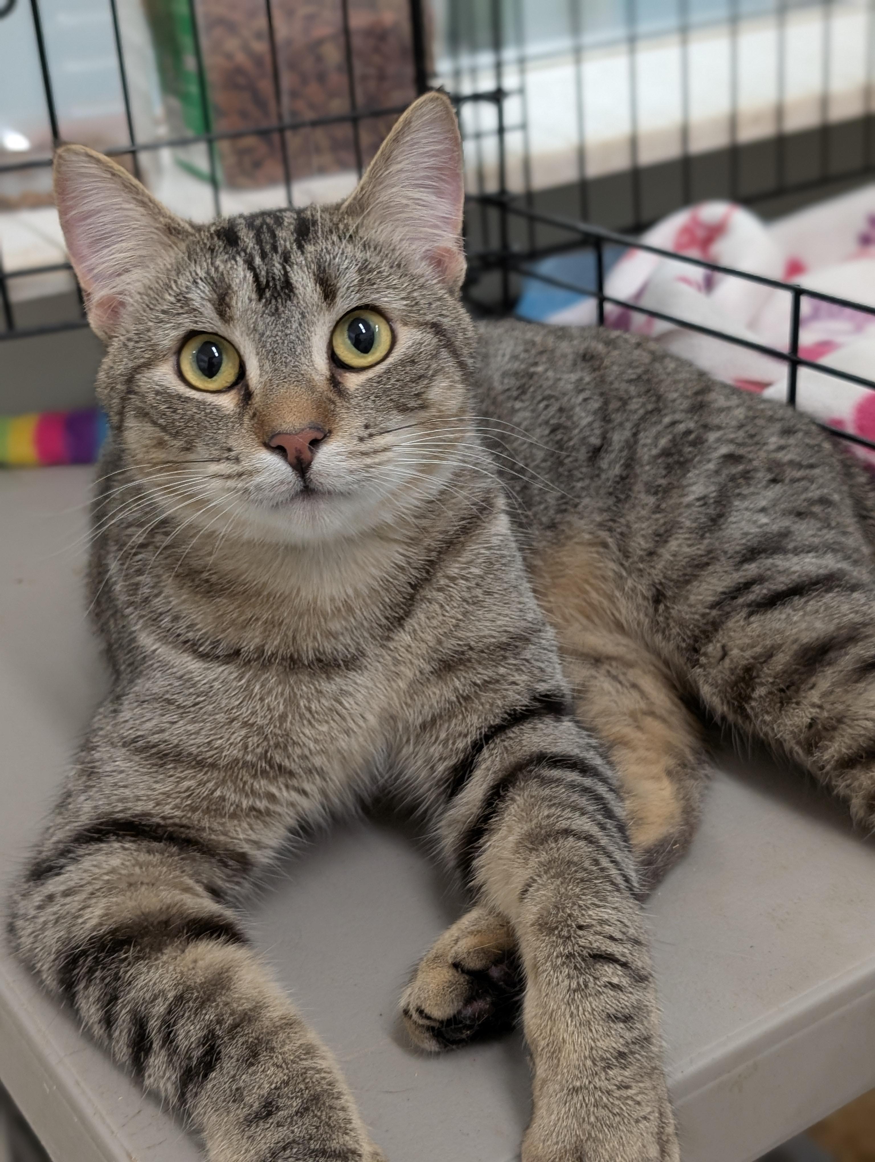 Rocky, a Adoptable Domestic Short Hair in Tilton, IL image 3/6