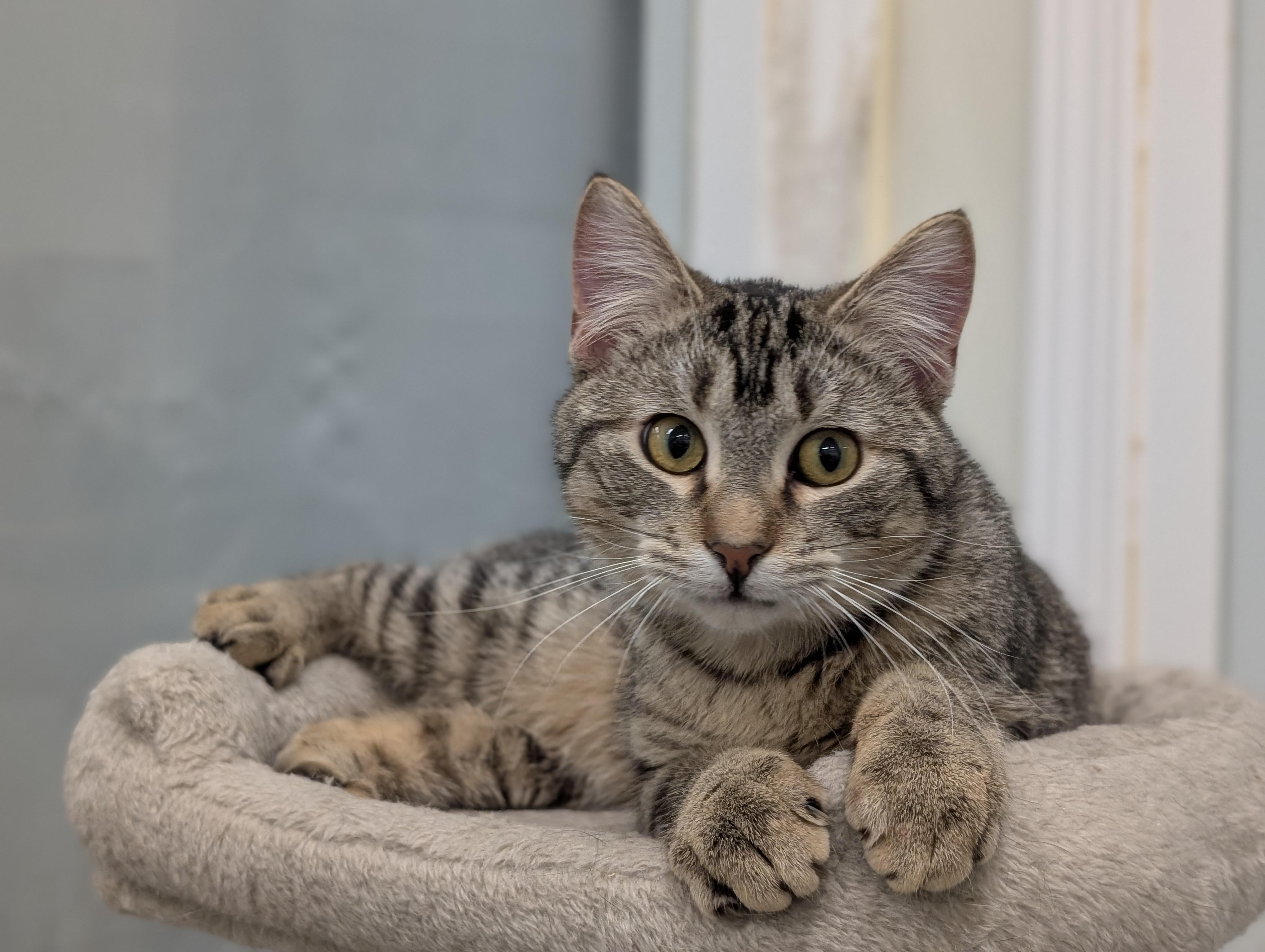 Rocky, a Adoptable Domestic Short Hair in Tilton, IL image 4/6