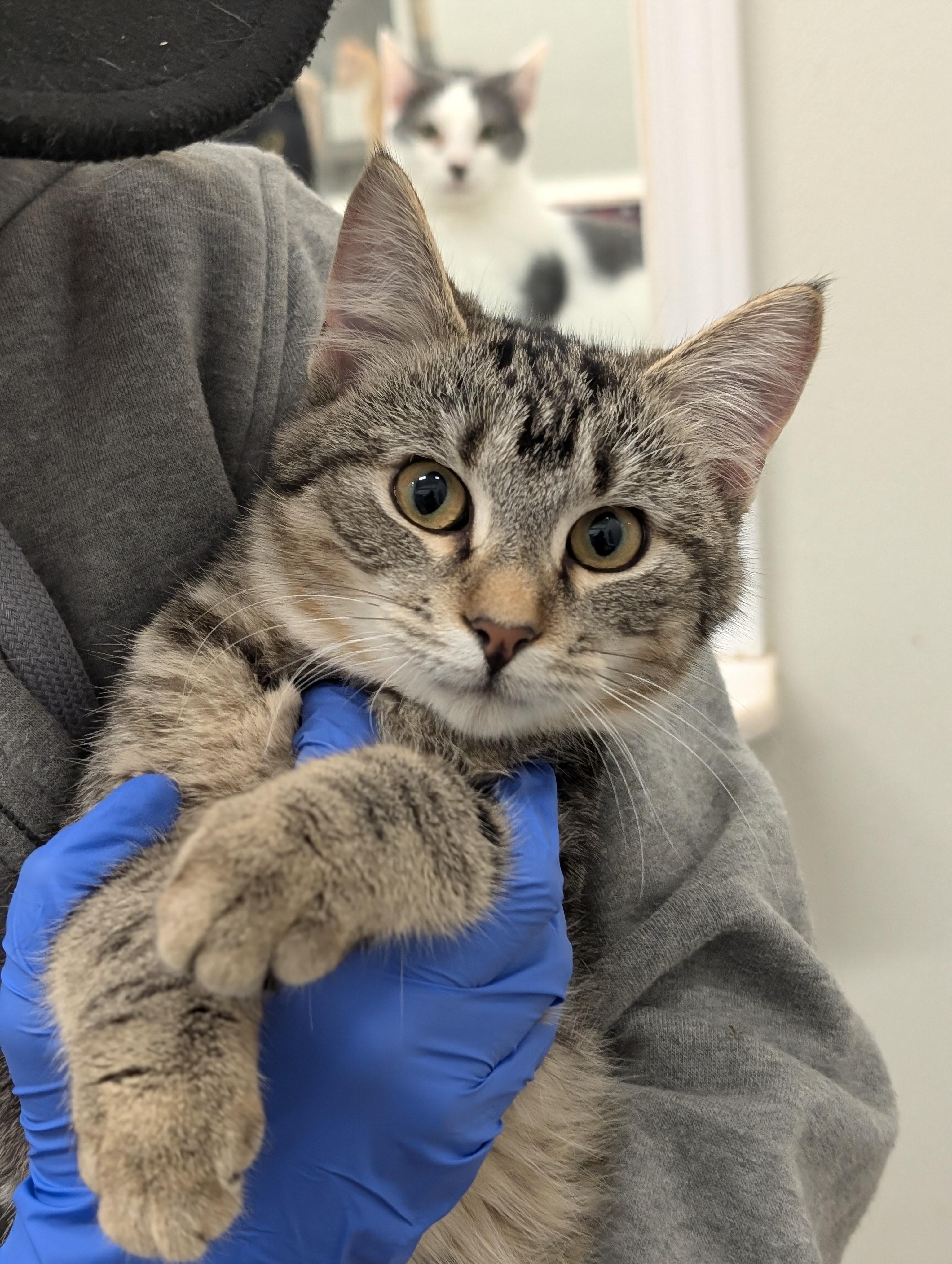 Rocky, a Adoptable Domestic Short Hair in Tilton, IL image 5/6