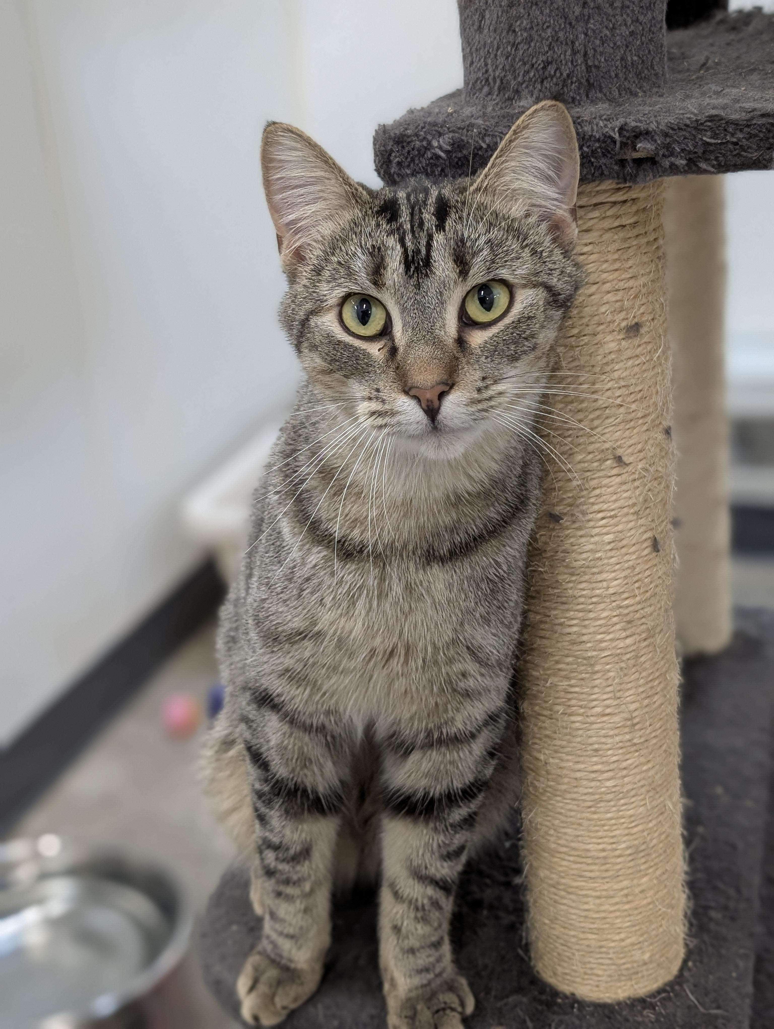 Rocky, Adoptable, Young Male Domestic Short Hair.