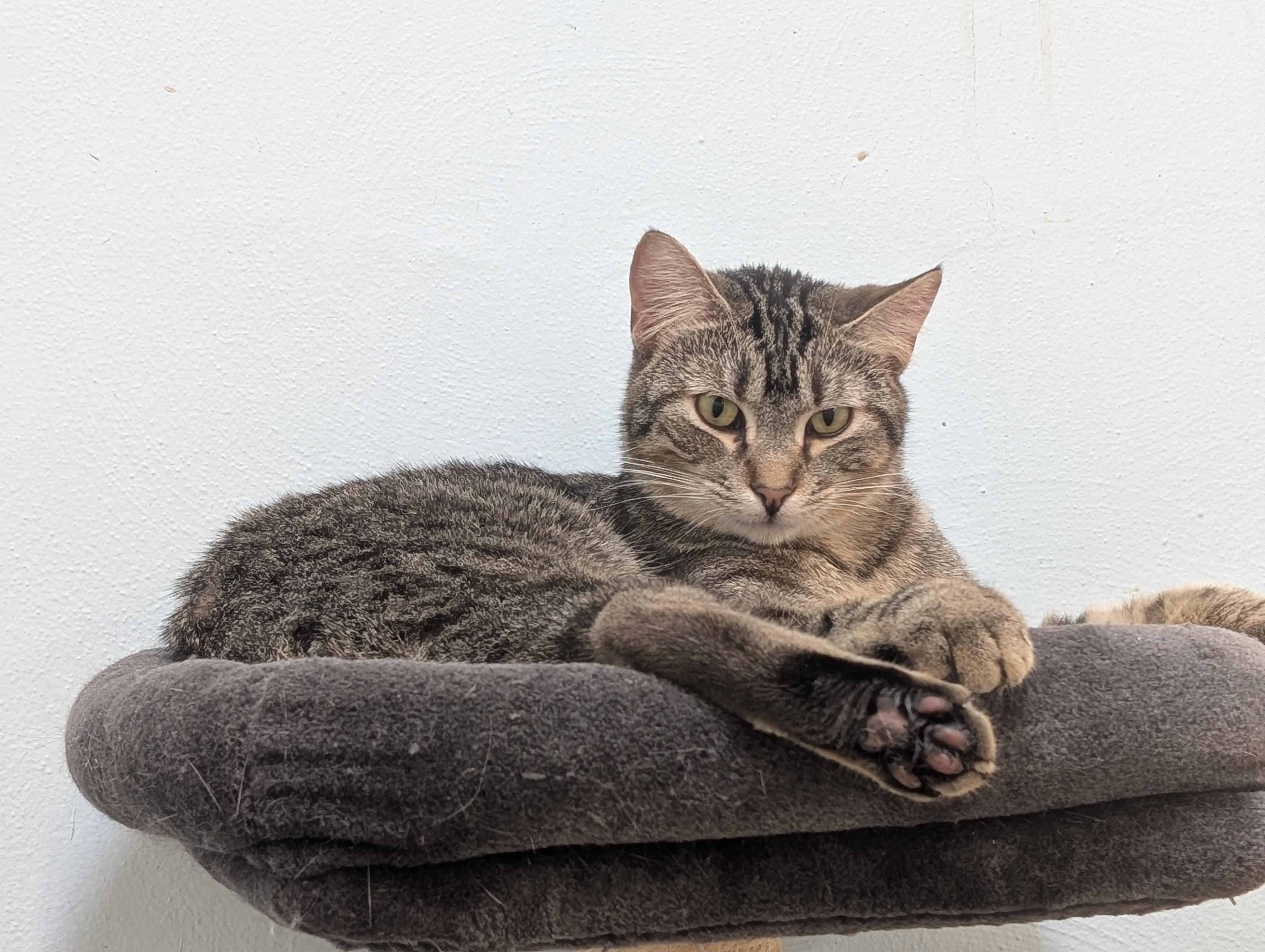 Rocky, Adoptable, Adult Male Domestic Short Hair.