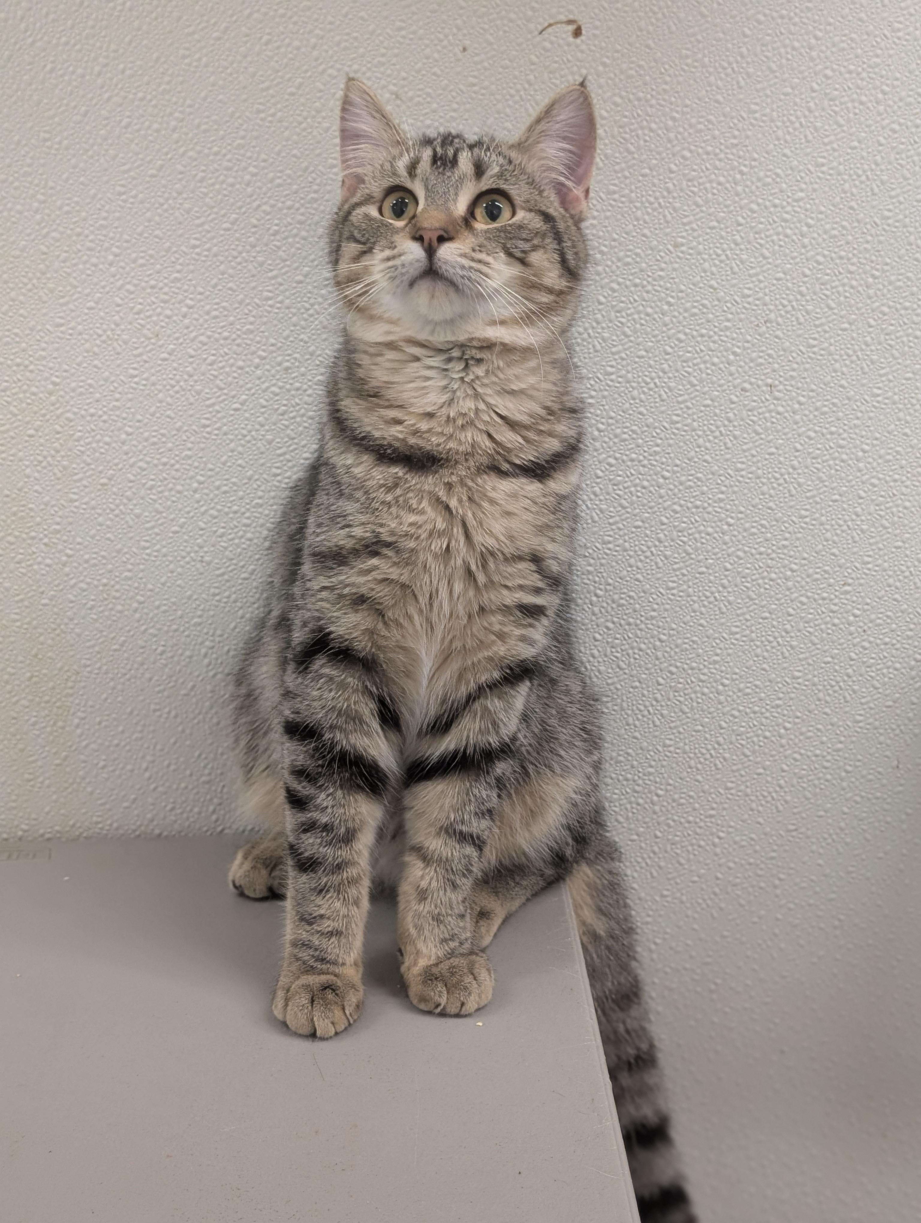 Rocky, a Adoptable Domestic Short Hair in Tilton, IL image 6/6