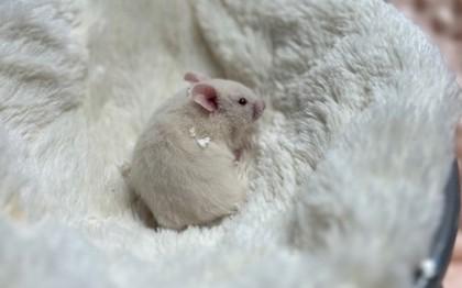 Enlarge Beelzebub, Imperator of Calamity, a Adoptable Hamster in Eugene, OR image 1/1