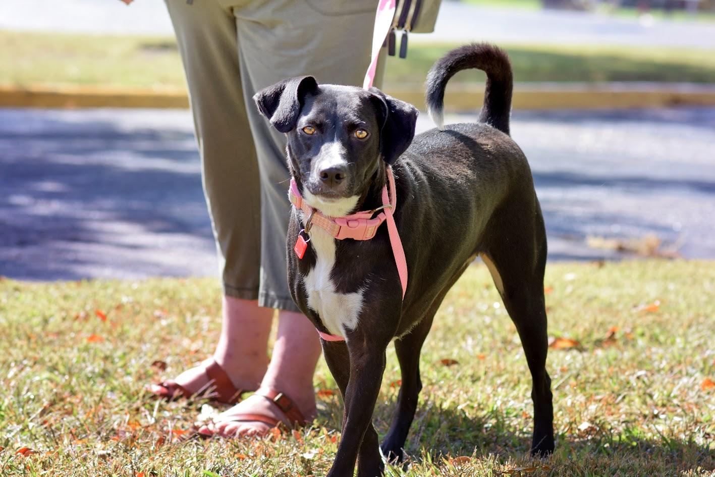 Enlarge Gabby, a Adoptable mixed breed in Monticello, MN image 1/2