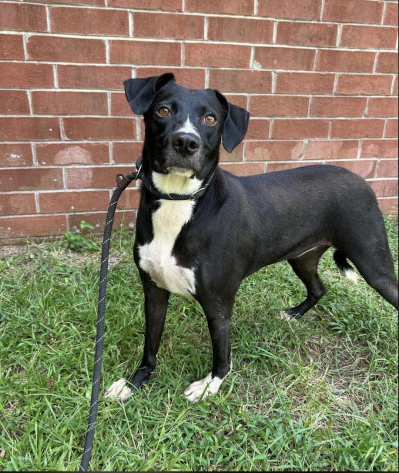 Enlarge Gabby, a Adoptable mixed breed in Monticello, MN image 2/2