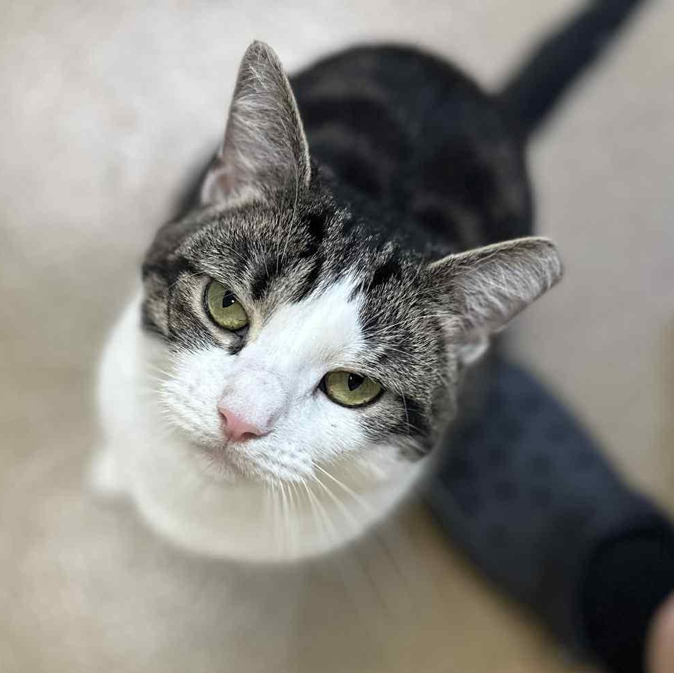 Miss Mia