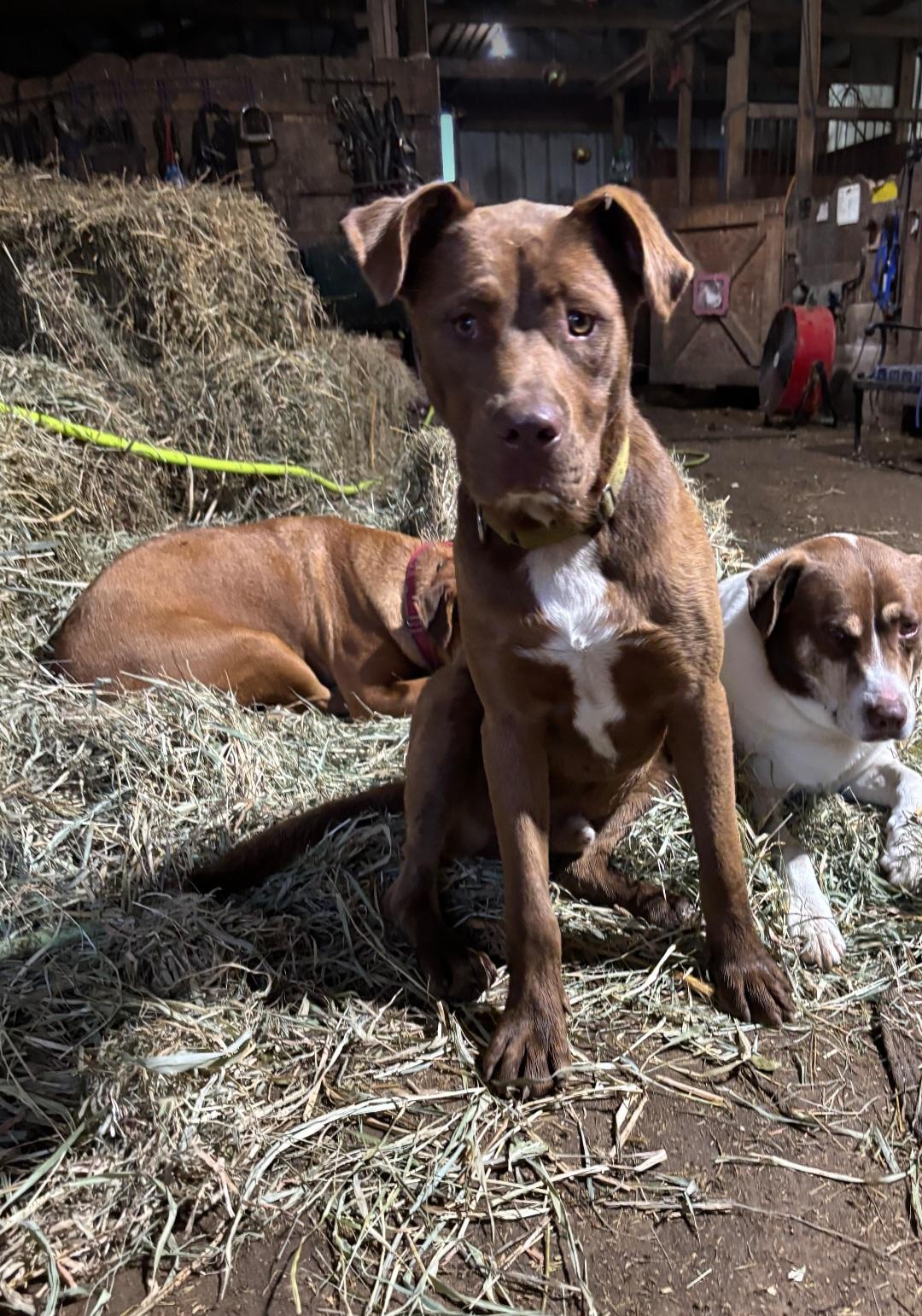 Enlarge Chet, a Adoptable mixed breed in Marengo, IL image 4/5