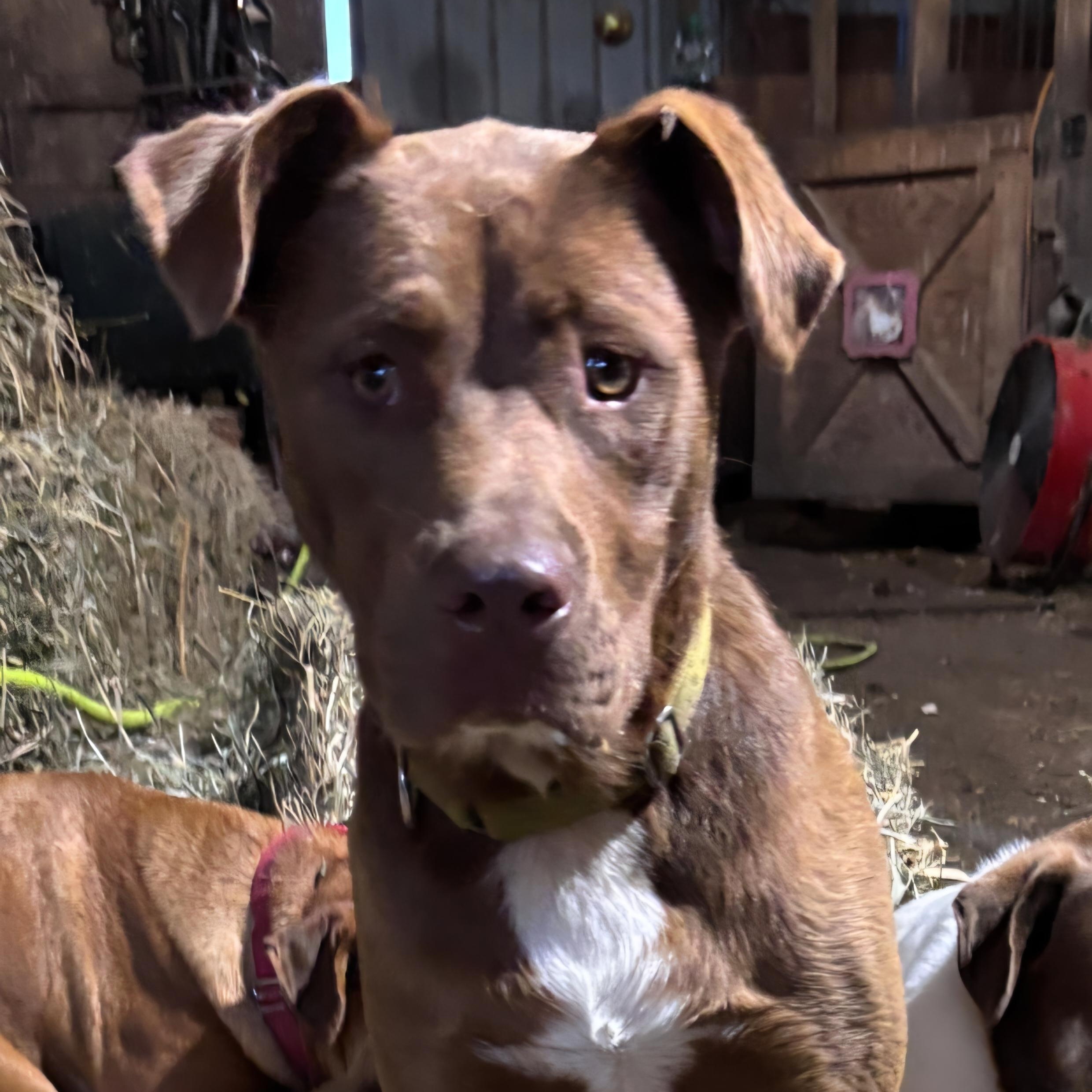 Enlarge Chet, a Adoptable mixed breed in Marengo, IL image 2/5