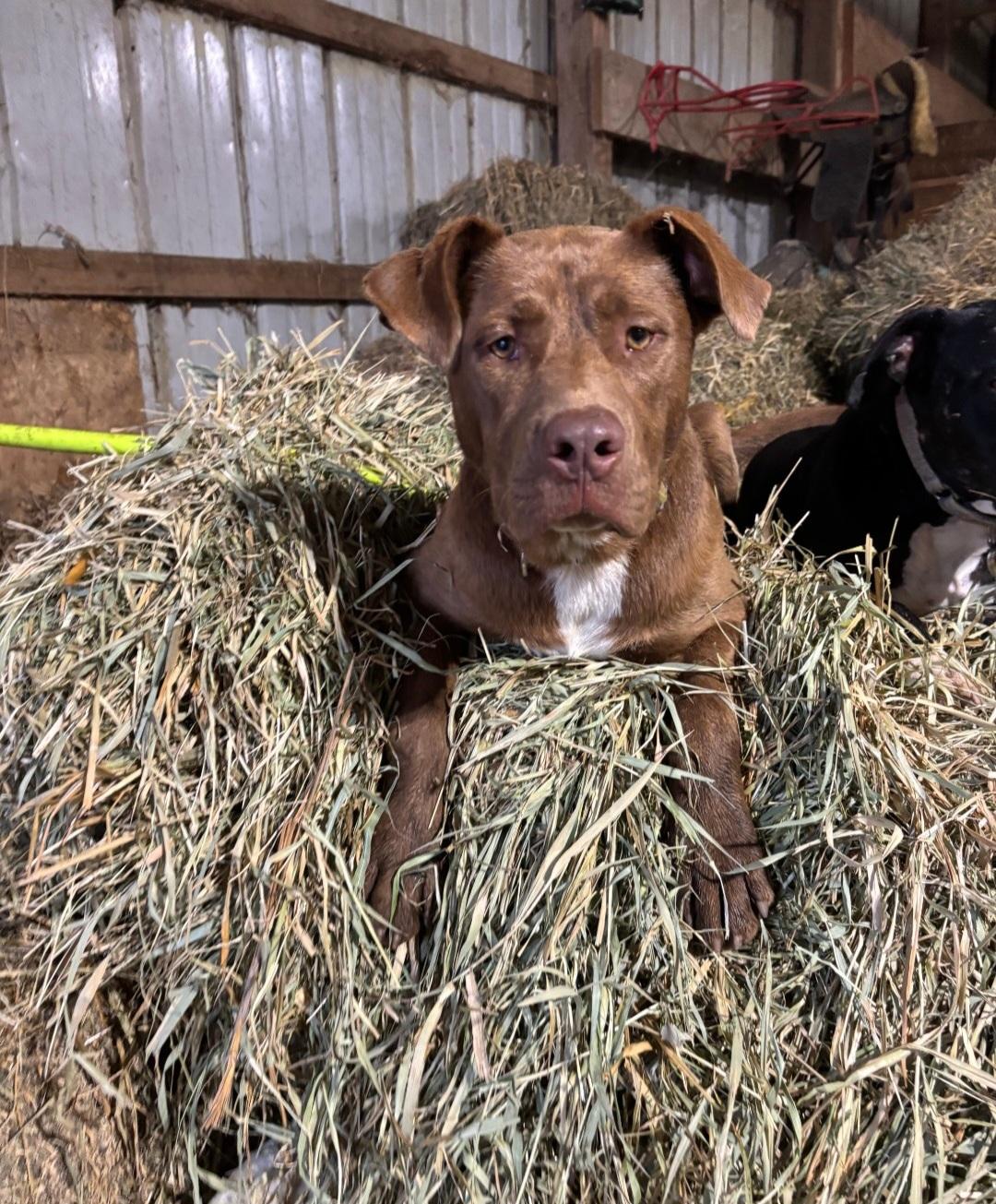 Enlarge Chet, a Adoptable mixed breed in Marengo, IL image 3/5