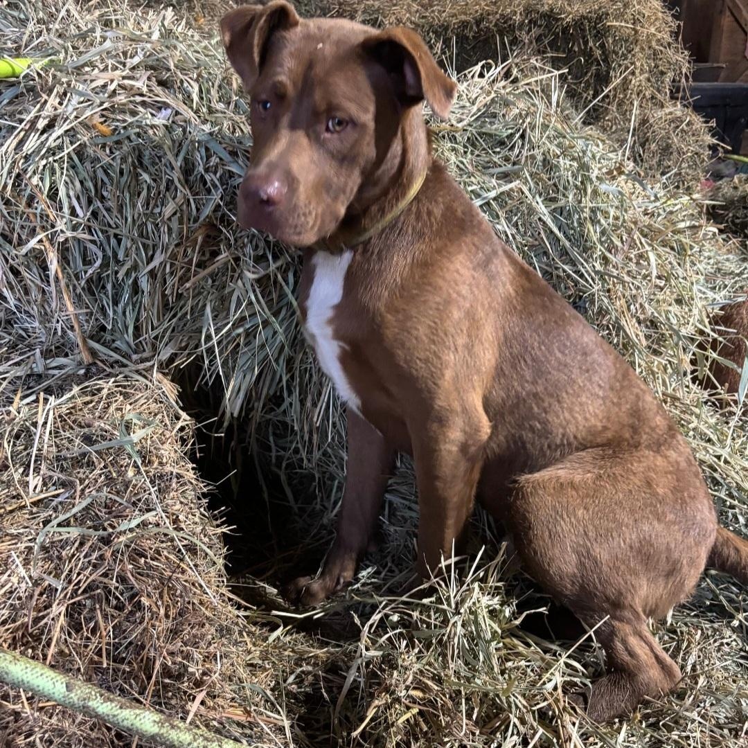 Enlarge Chet, a Adoptable mixed breed in Marengo, IL image 1/5