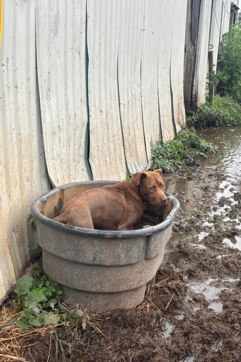 Enlarge Chet, a Adoptable mixed breed in Marengo, IL image 5/5