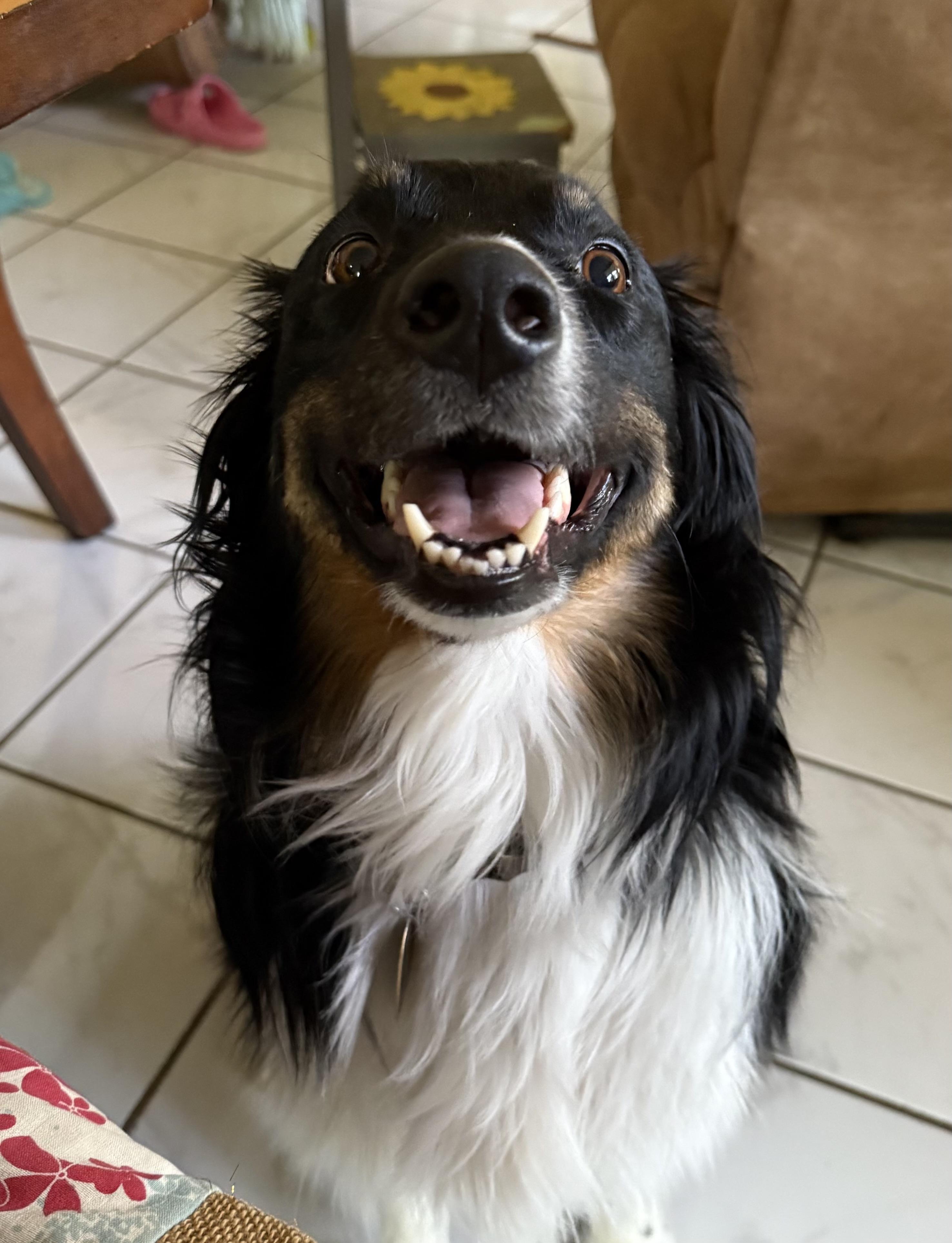 Baylee, an adopted Australian Shepherd in Green River, UT image 3/4