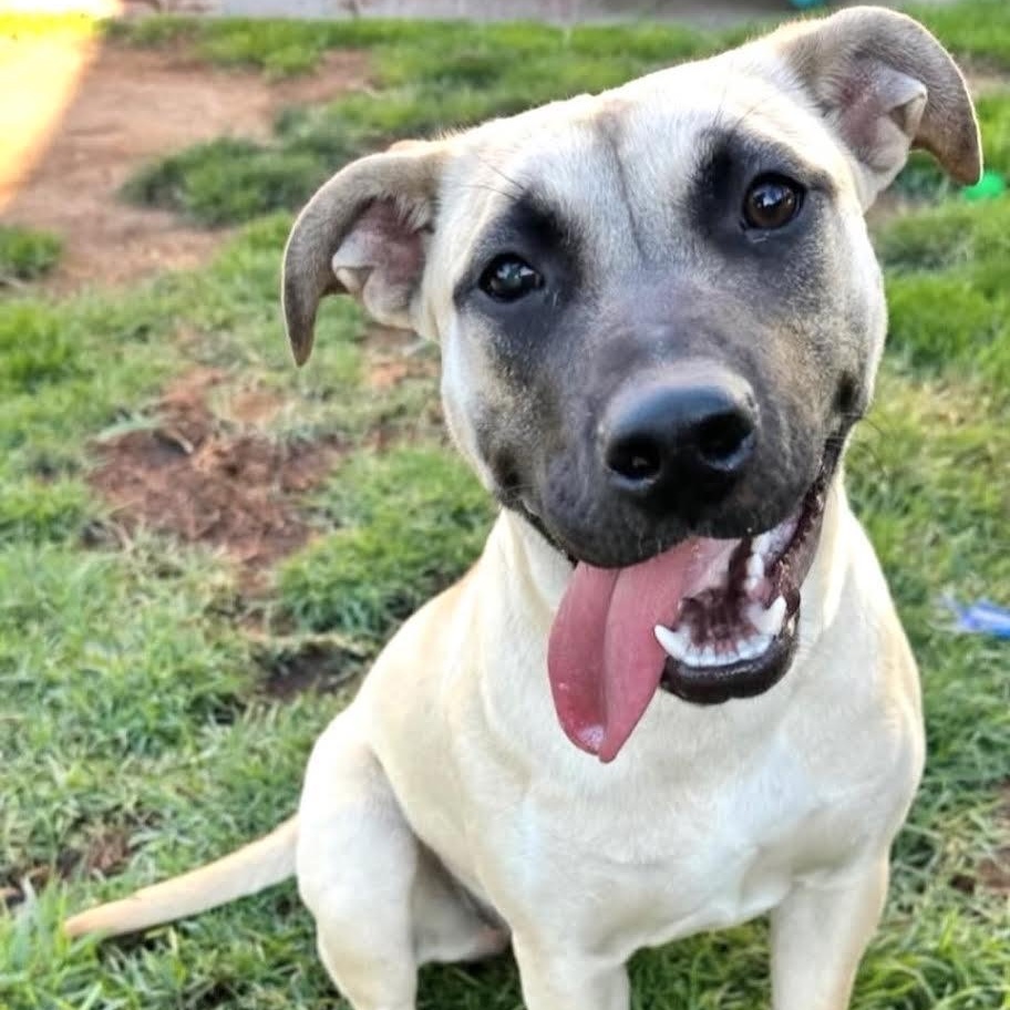 Sadie, a ADOPTABLE mixed breed in Sun Valley, CA image 1/6