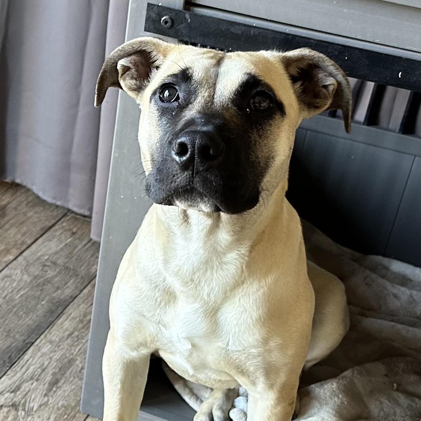 Enlarge Sadie, a ADOPTABLE mixed breed in Sun Valley, CA image 2/6