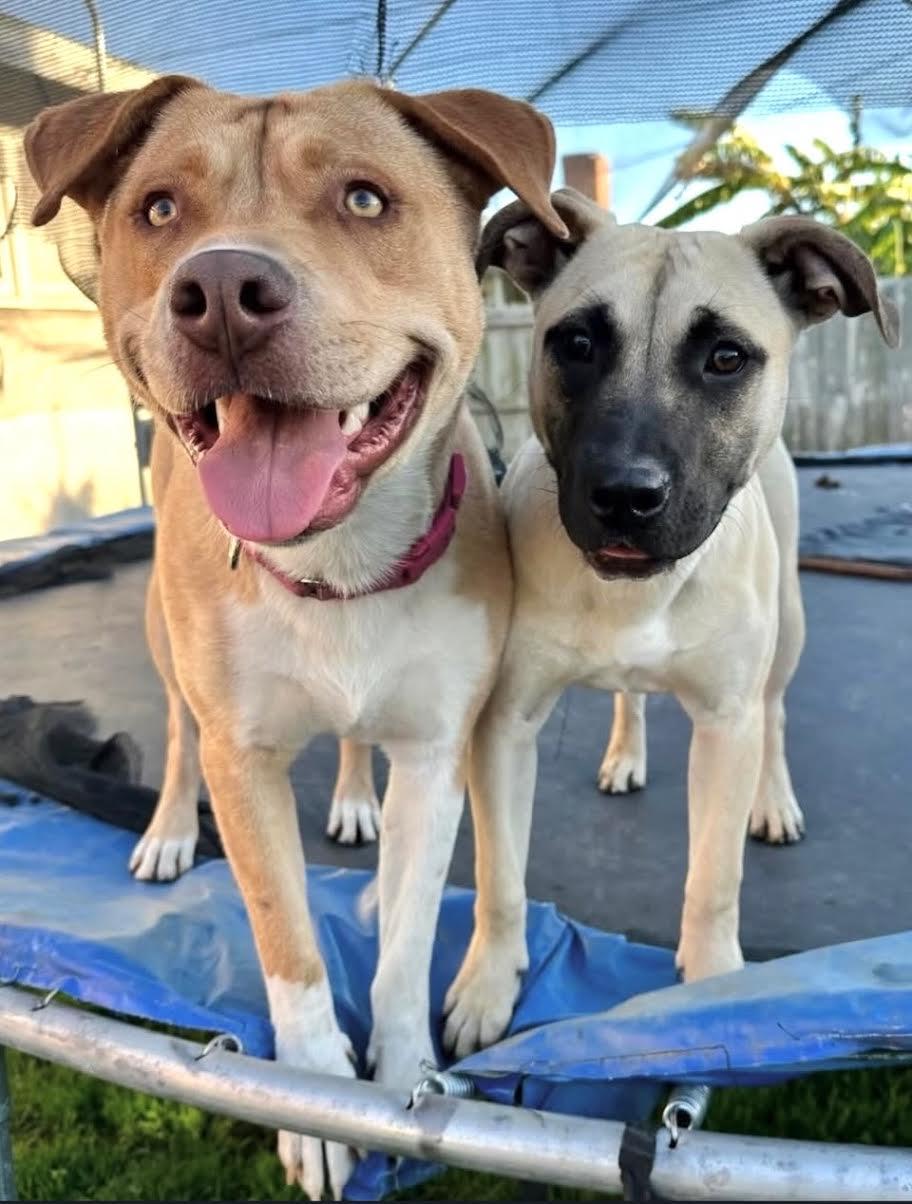 Sadie, a ADOPTABLE mixed breed in Sun Valley, CA image 3/6