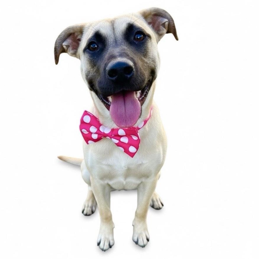 Sadie, a ADOPTABLE mixed breed in Sun Valley, CA image 2/6