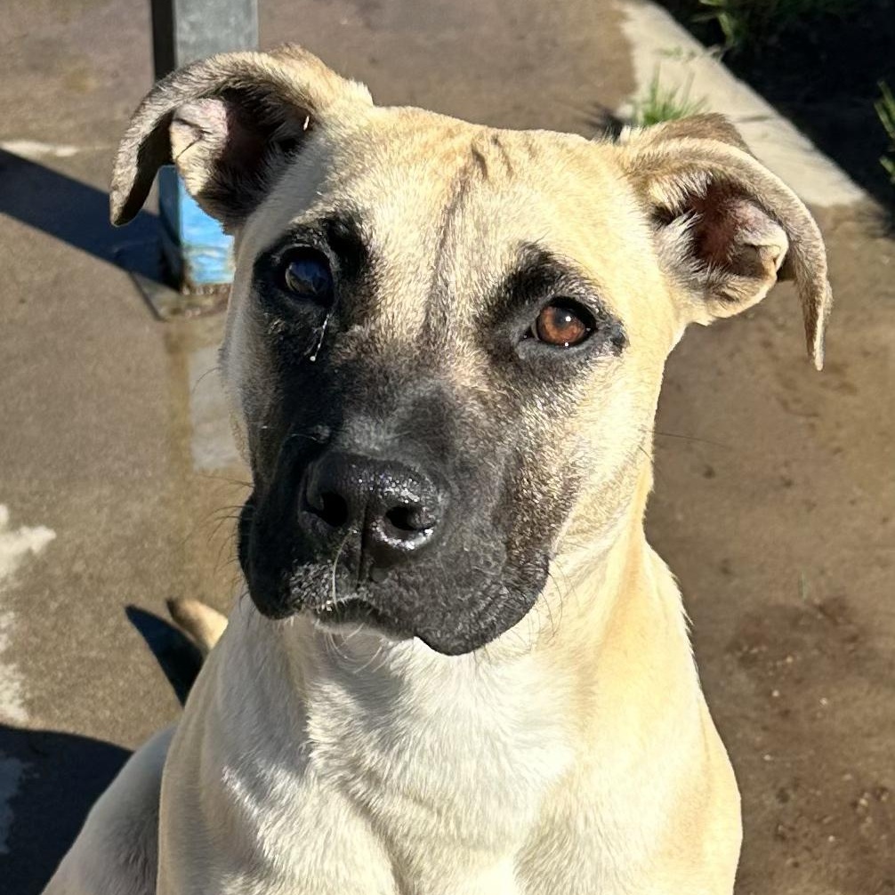 Enlarge Sadie, a ADOPTABLE mixed breed in Sun Valley, CA image 1/6