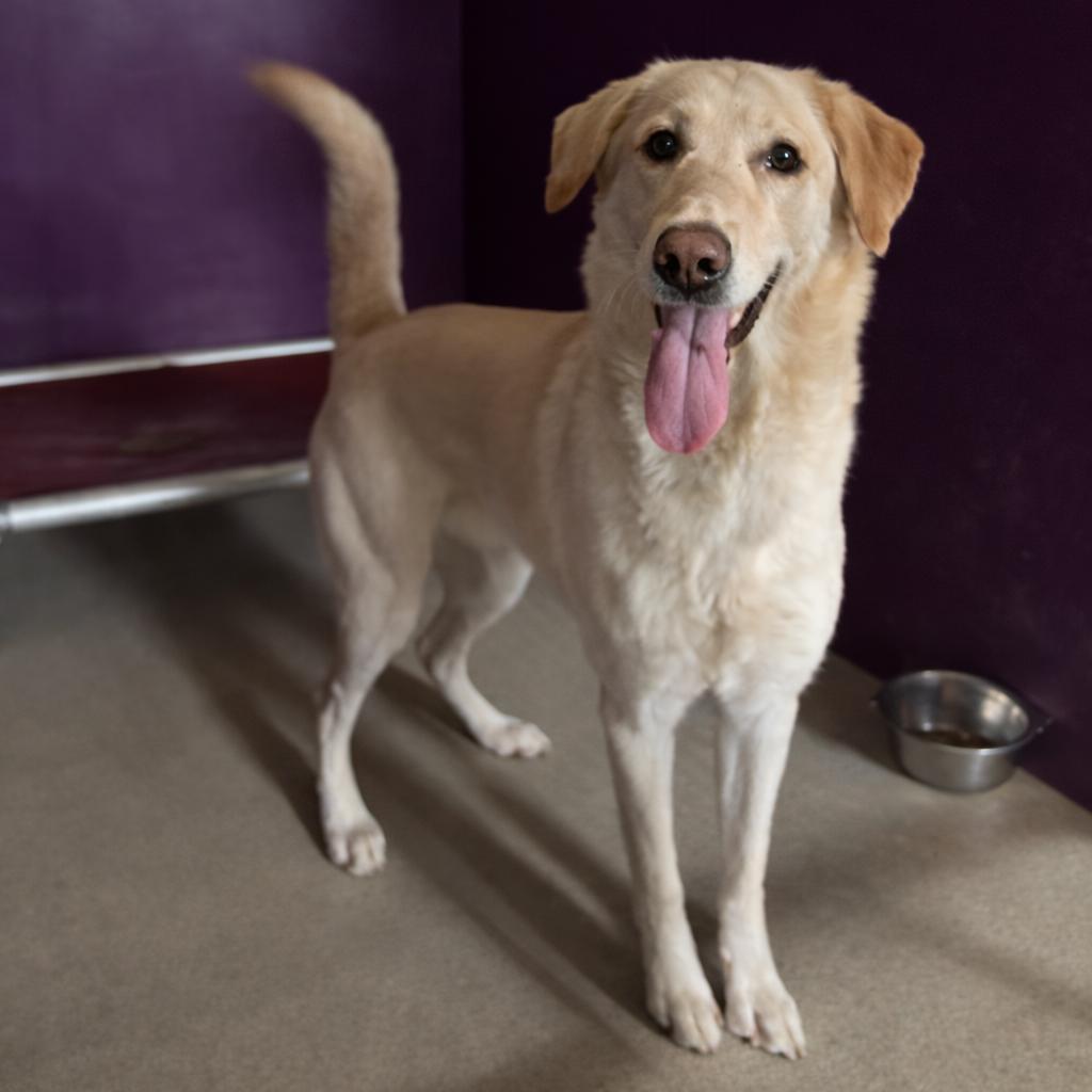 Nymeria (Nee-me), Adoptable, Senior Female Labrador Retriever & Husky.