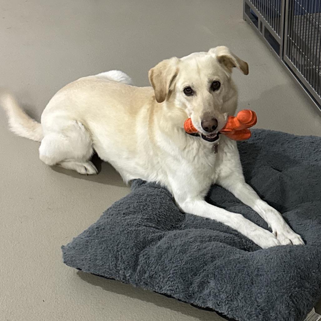 Enlarge Nymeria (Nee-me), a Adoptable mixed breed in Redwood Falls, MN image 2/2