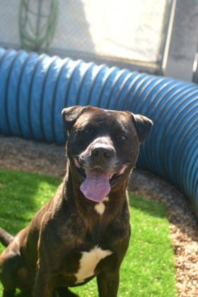 Enlarge Dexter (Underdog in Foster), a Adoptable mixed breed in New Orleans, LA image 2/3