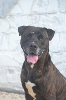 Enlarge Dexter (Underdog in Foster), a Adoptable mixed breed in New Orleans, LA image 3/3