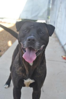 Enlarge Dexter (Underdog), a Adoptable mixed breed in New Orleans, LA image 3/3