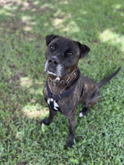 Dexter (Underdog), a Adoptable mixed breed in New Orleans, LA image 2/3