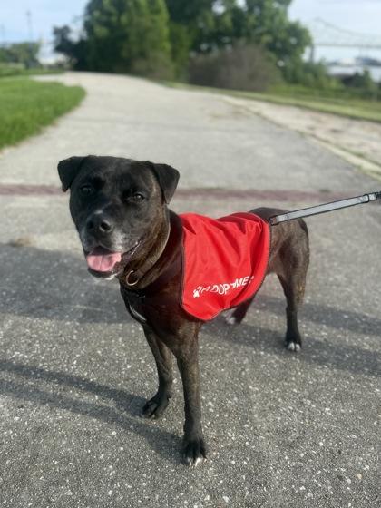 Dexter (Underdog), a Adoptable mixed breed in New Orleans, LA image 3/3