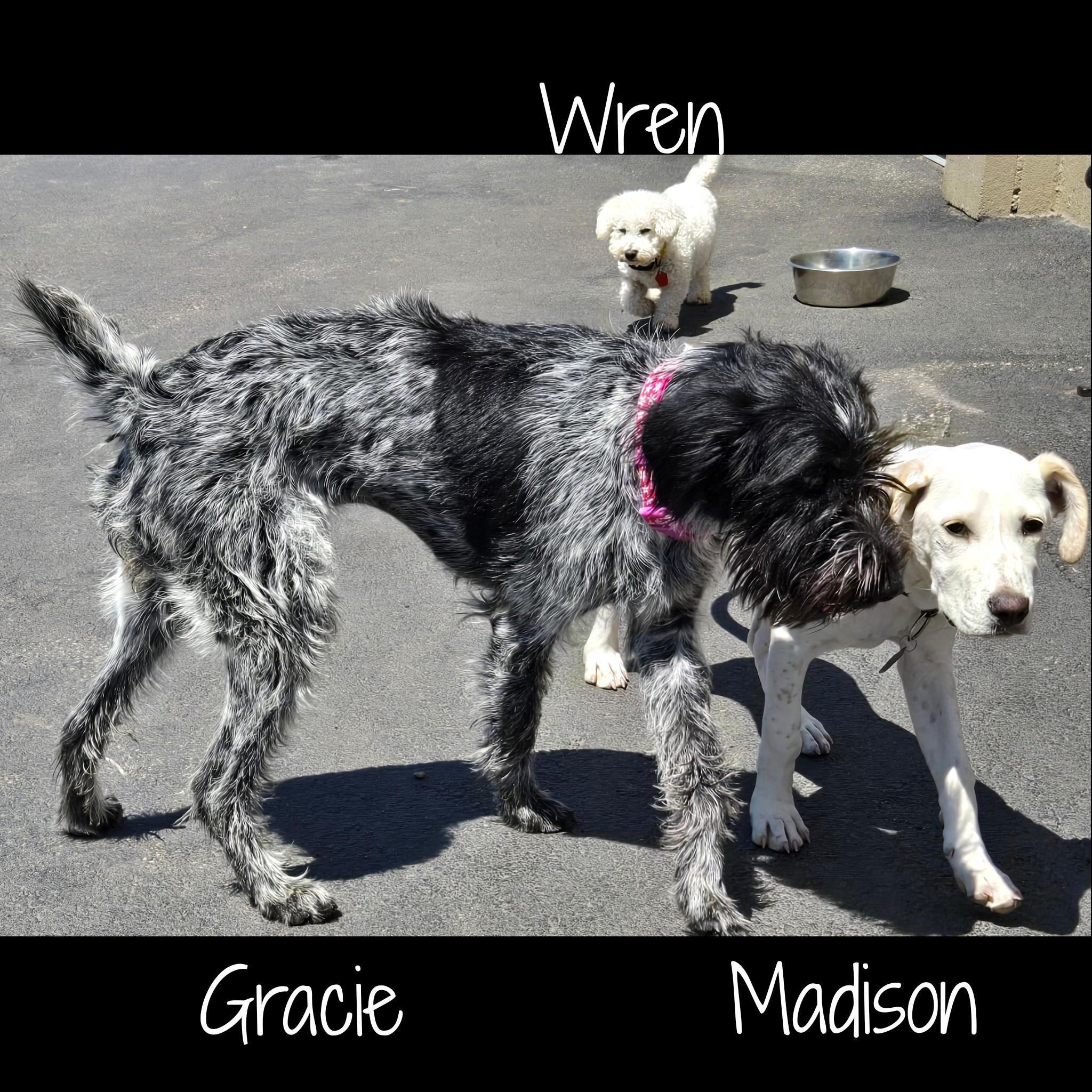 Enlarge Gracie, an adopted mixed breed in Fredericksburg, VA image 5/6