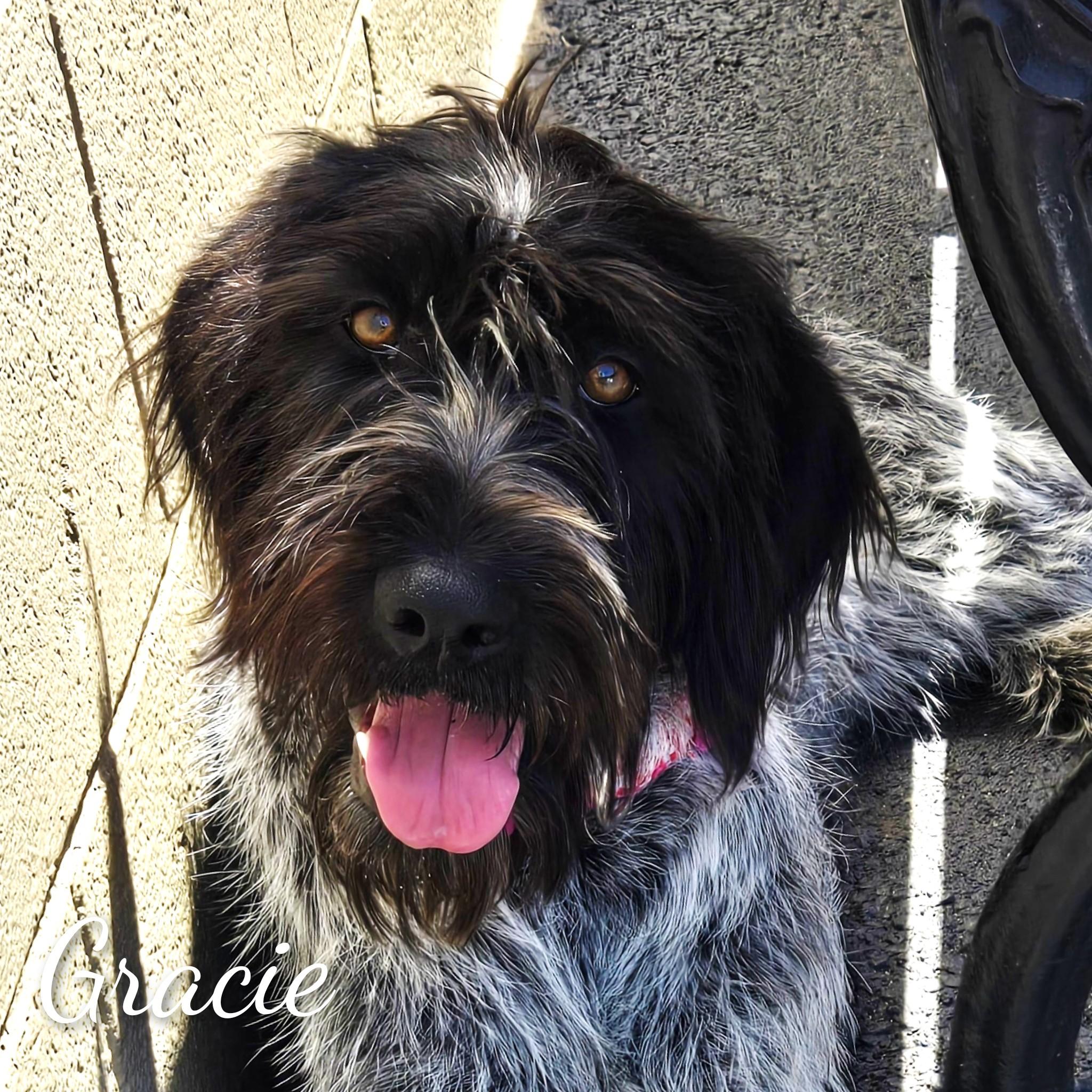 Enlarge Gracie, an adopted mixed breed in Fredericksburg, VA image 1/6