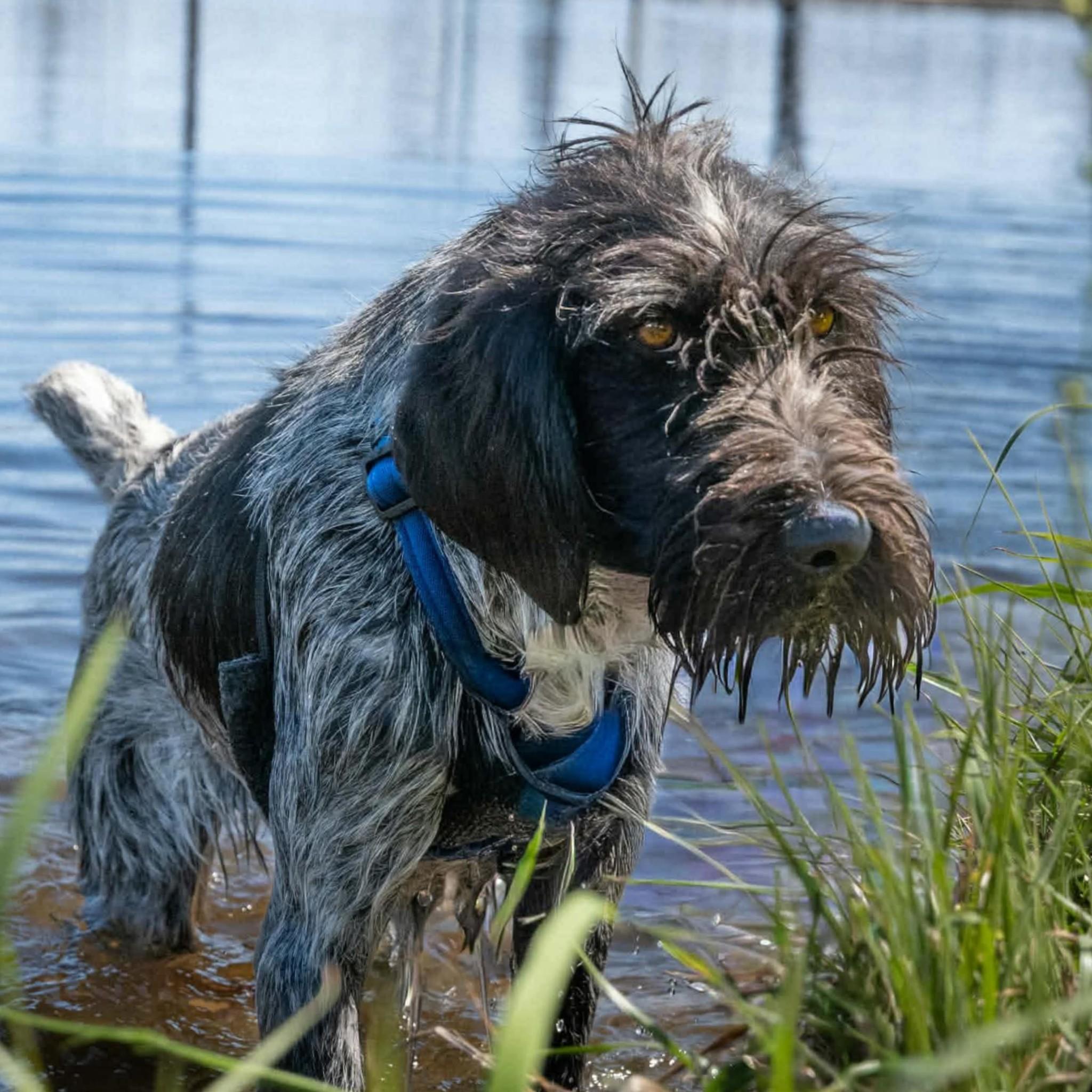 Enlarge Gracie, an adopted mixed breed in Fredericksburg, VA image 4/6