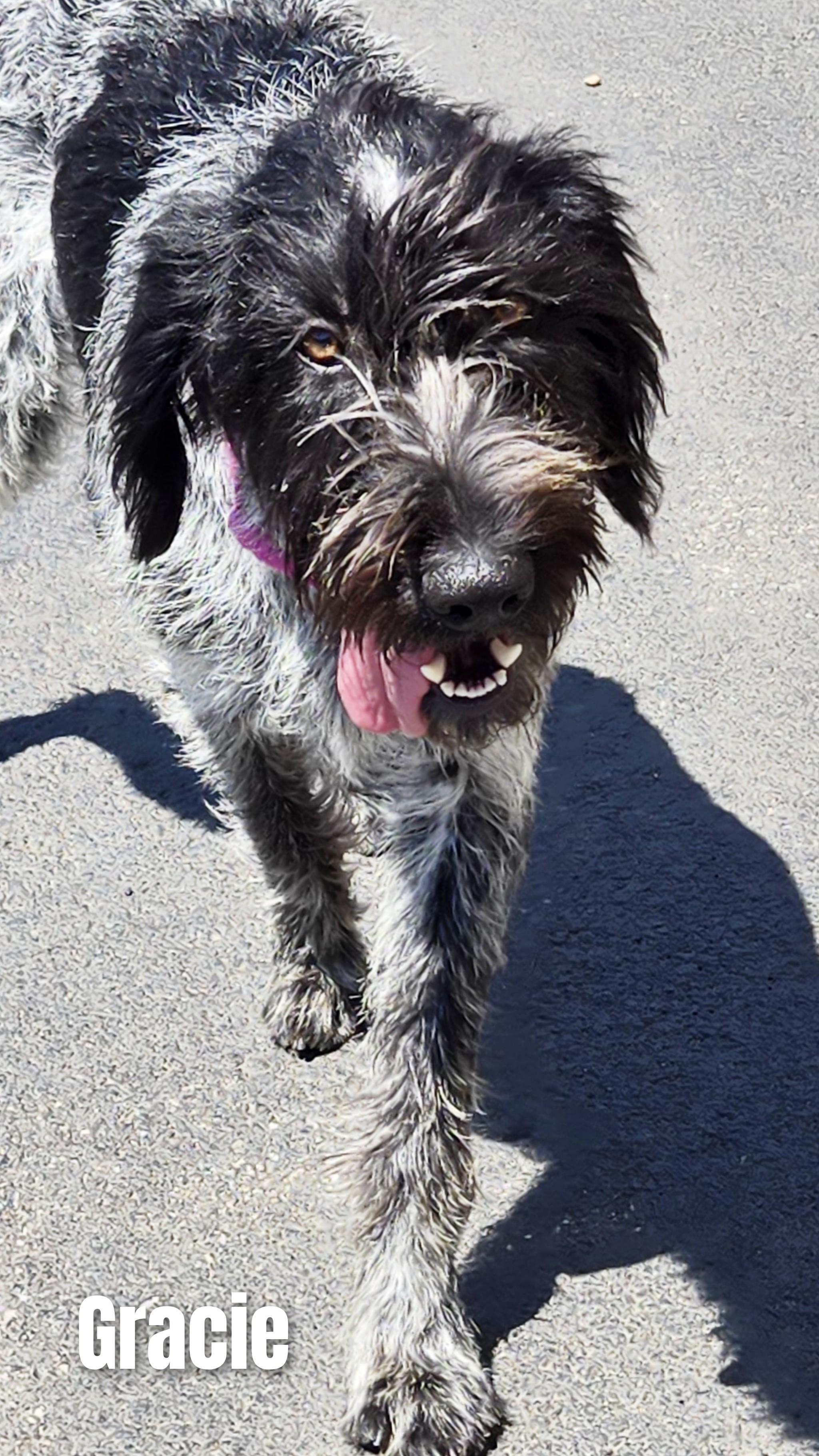 Enlarge Gracie, an adopted mixed breed in Fredericksburg, VA image 3/6