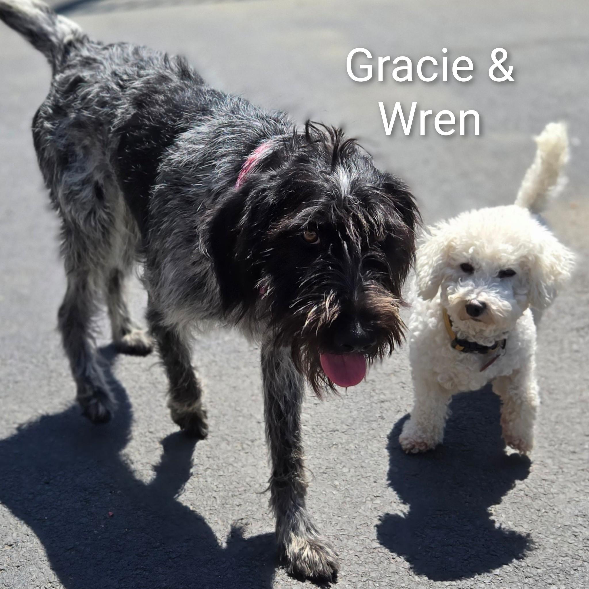Enlarge Gracie, an adopted mixed breed in Fredericksburg, VA image 2/6