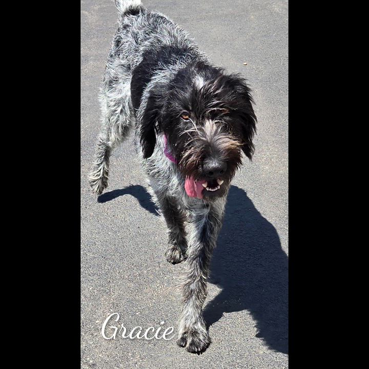 Enlarge Gracie, an adopted mixed breed in Fredericksburg, VA video 6/6