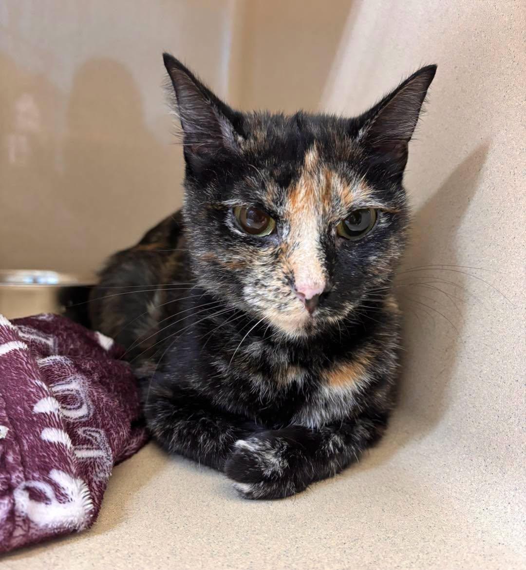 Taffy, ADOPTABLE, Young Female Domestic Short Hair.
