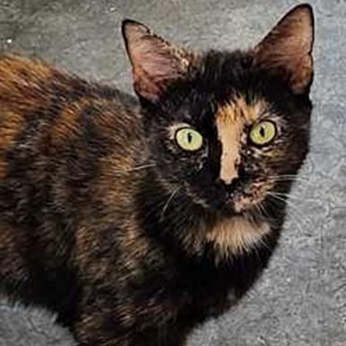 Enlarge Lara, a ADOPTABLE Tortoiseshell in Lancaster, VA image 1/1