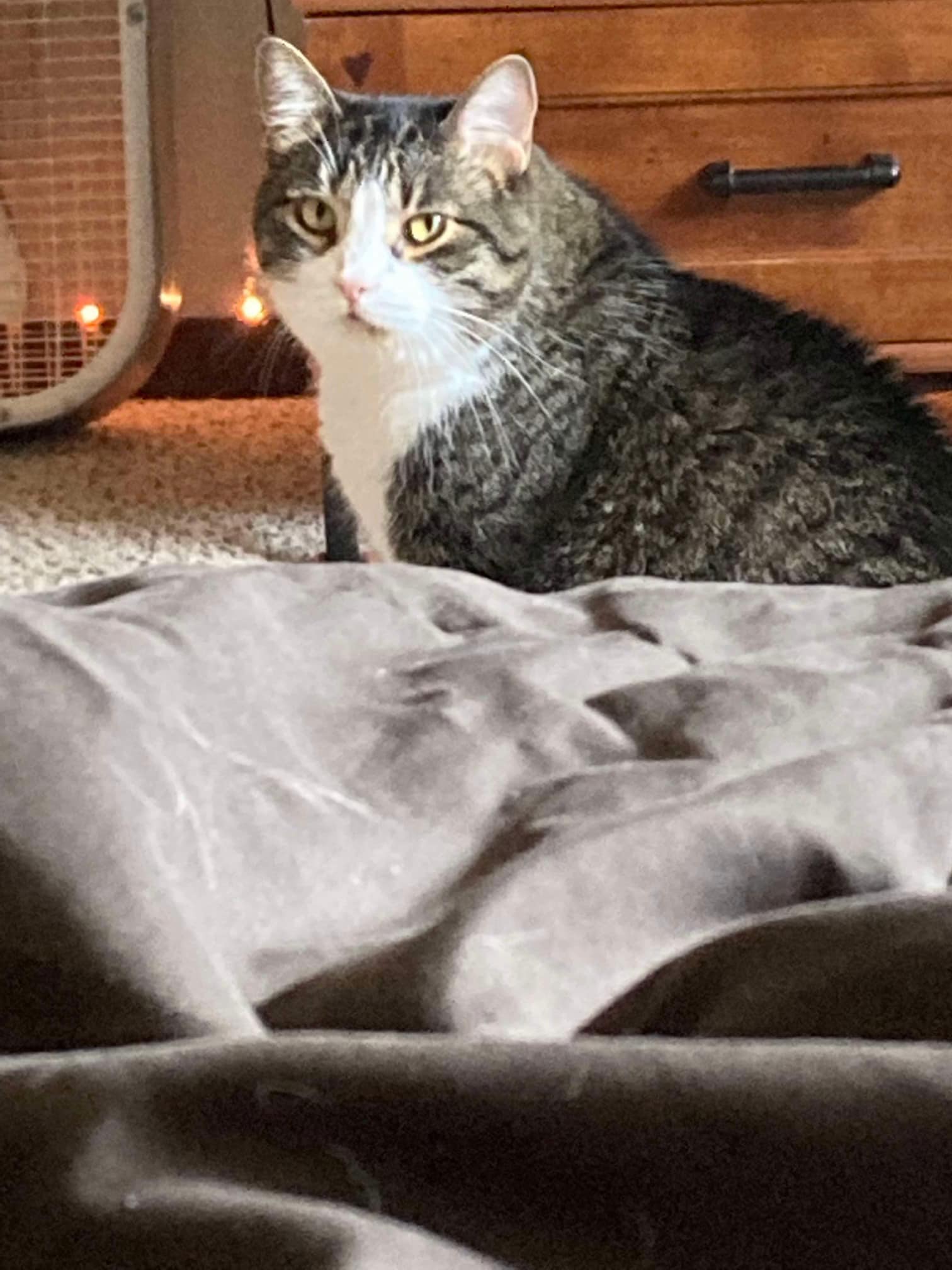 Gene, a Adoptable Domestic Short Hair in Richmond Dale, OH image 2/2